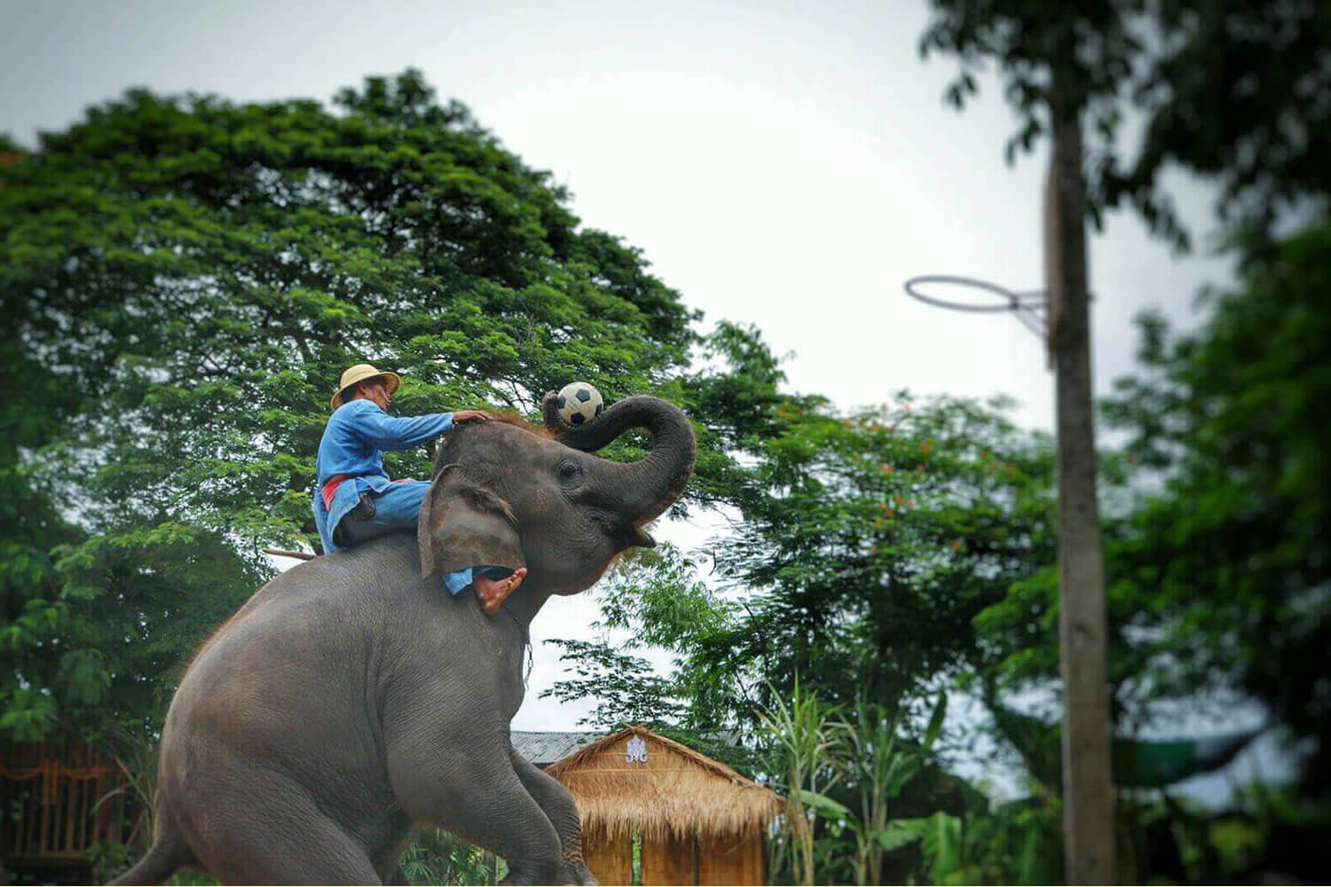 Фото деревни слонов в Паттайе