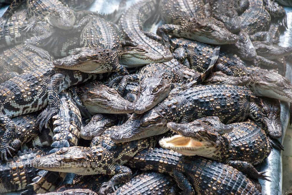 Фото крокодиловой фермы в Паттайе