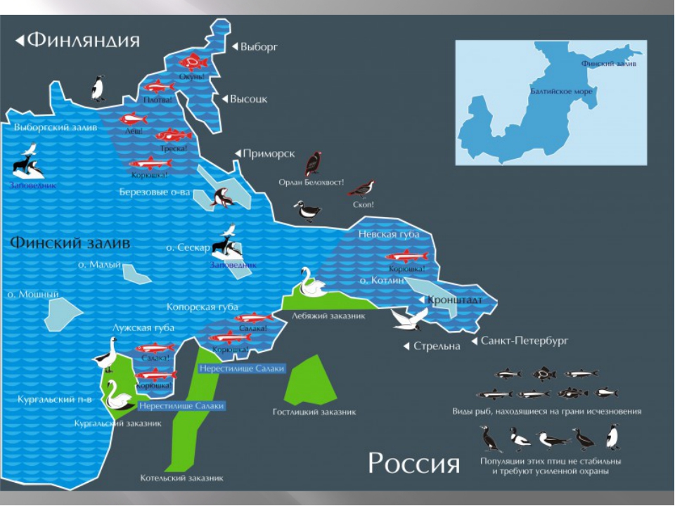 Вода в финском заливе температура. Финский залив на карте.