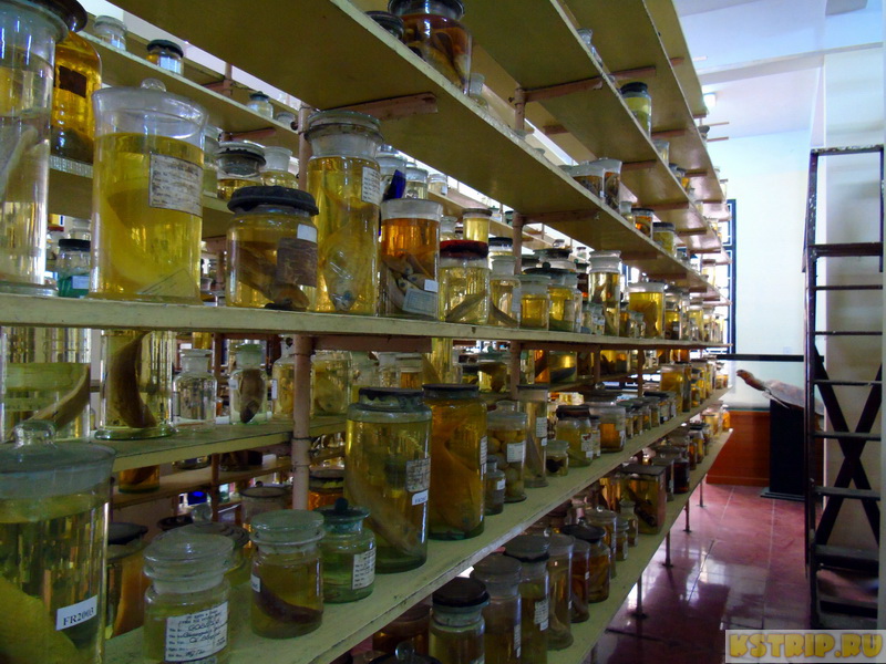 Океанографический музей в Нячанге: стоит посетить и взрослым, и детям!