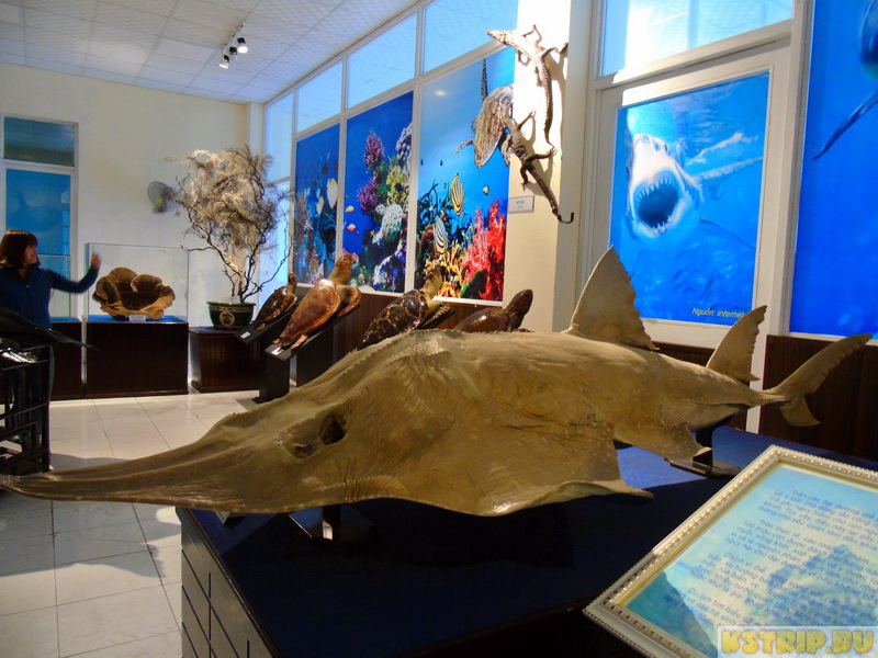 Океанографический музей в Нячанге: стоит посетить и взрослым, и детям!