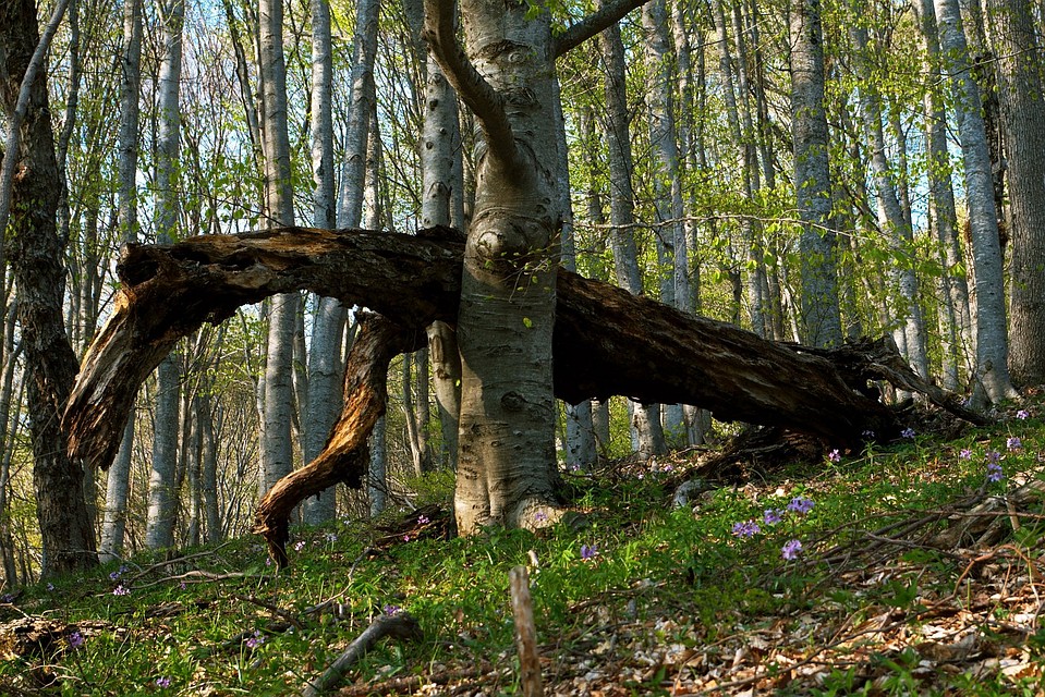 Чем дальше в лес, тем причудливее формы приобретают деревья. Фото: Дмитрий Мирошниченко Фото: Архив "КП"