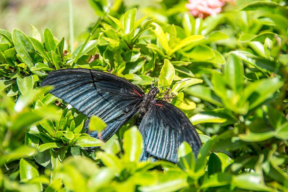 Фото The Butterfly Corner Pattaya в Паттайе