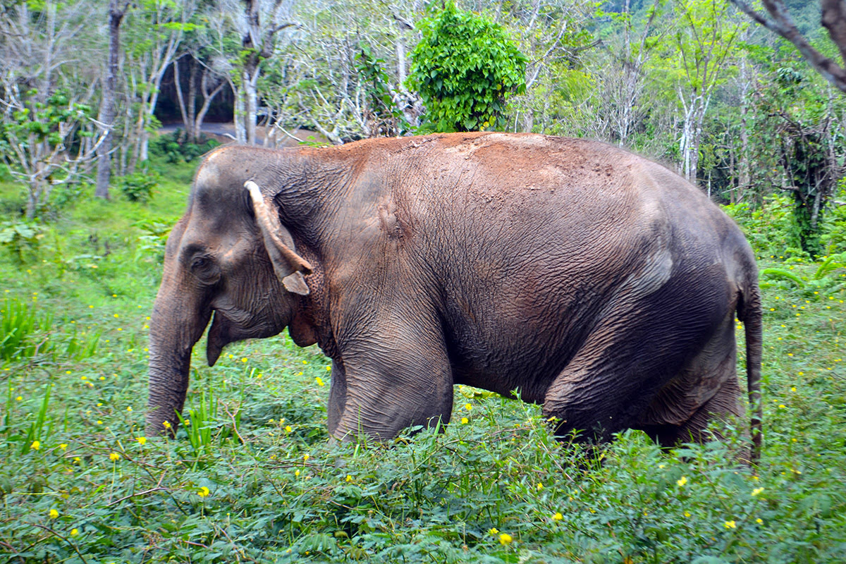 Things to do in Phuket-Thailand-Phuket Elephant Sanctuary