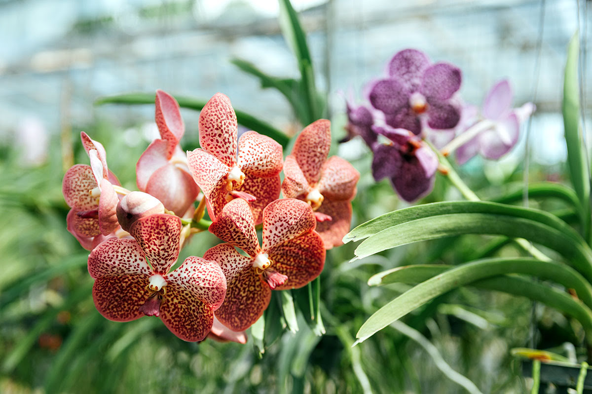 Phuket attractions-Thailand-Phuket Orchid Farm