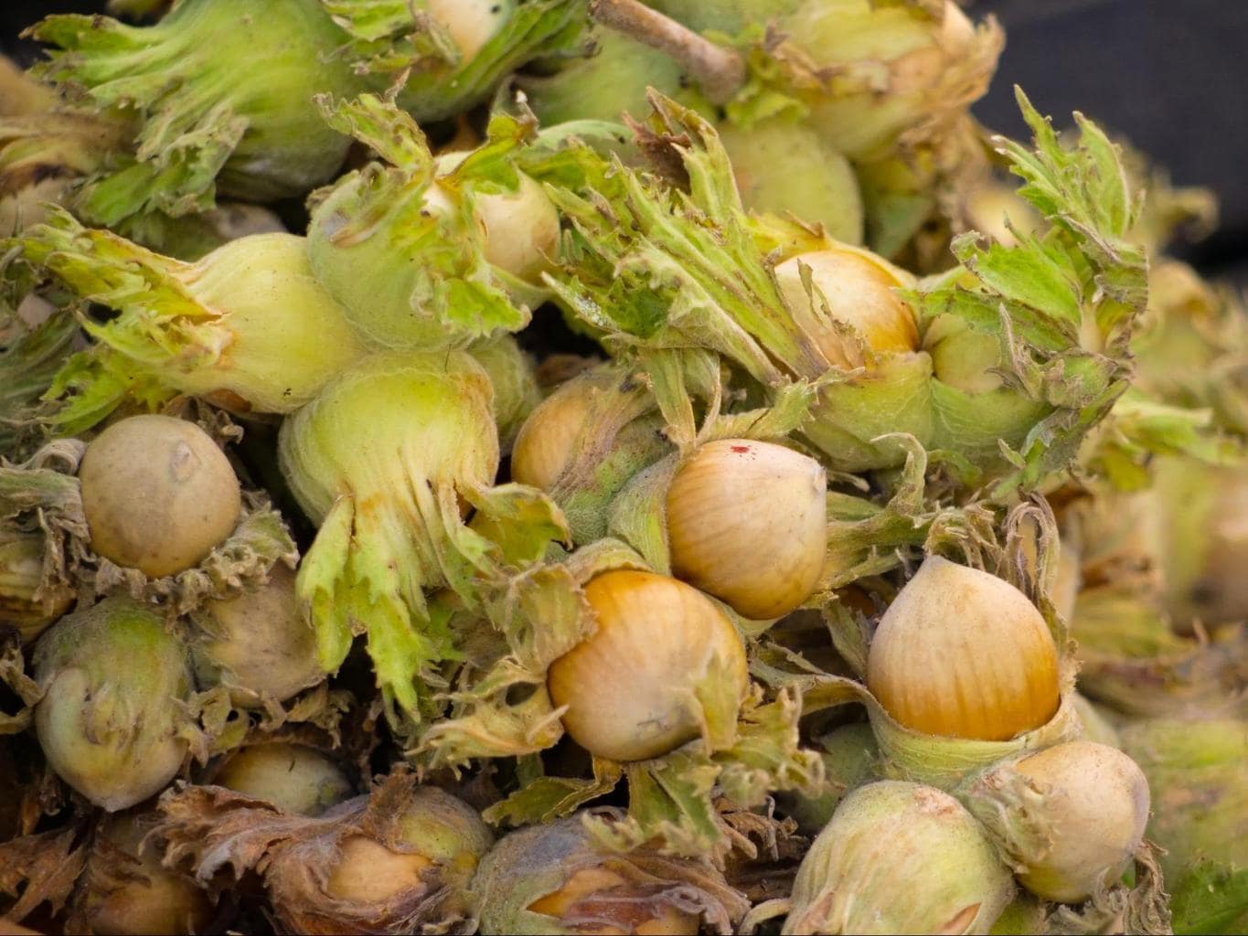 Azerbaijan nuts