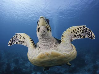 Hawksbill Turtle (Eretmochelys Imbricata), Bonaire, Netherland Antilles, Caribbean